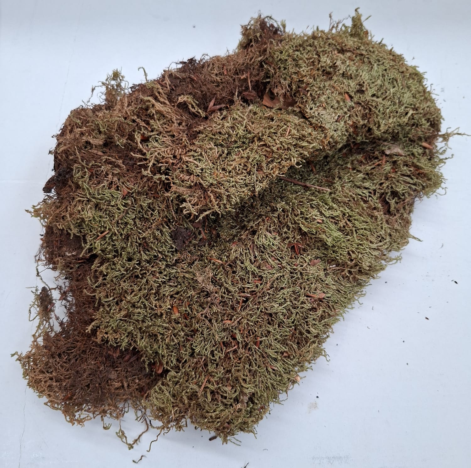 Muschio Naturale per presepe Stock scatolone intero, Accessori e Materiali per Realizzare un Presepe Tradizionale Fai da Te